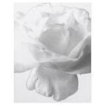 White Rose Design flyers