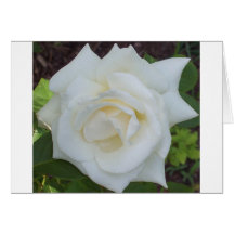 White Rose Dew Greeting Card