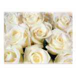 White Rose Elegance Post Card