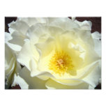 White Rose Flower Photography art prints Roses photography