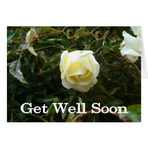 what-color-roses-for-get-well-at-stephanie-parks-blog