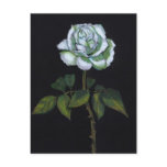 WHITE ROSE IN COLOR PENCIL ON BLACK postcards
