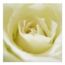 White Rose  Invitations