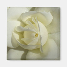 White Rose Magnet