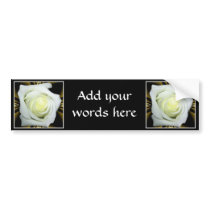 White Rose on Black and Gold Background
