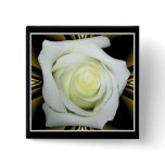 White Rose on Black and Gold Background buttons