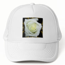 White Rose on Black and Gold Background