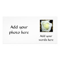 White Rose on Black and Gold Background