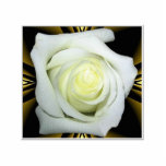 White Rose on Black and Gold Background photo sculptures