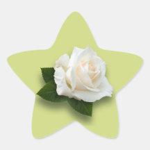 White Rose 'Pascali' Star Sticker