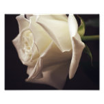 White Rose Photo