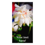 White rose photo cards
