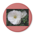 White Rose photograph Magnets