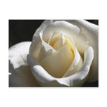 White Rose Postcard