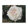 White Rose Post Card