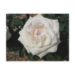 White Rose postcards