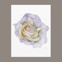 White Rose postcards