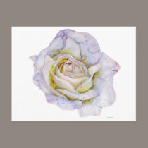 White Rose postcards
