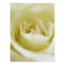 White Rose Postcard
