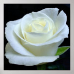 White Rose Poster