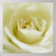 White Rose Poster
