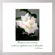 White Rose Poster/Print