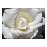 White Rose, S Cyr Card
