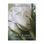 White Rose • Save the Date Postcard