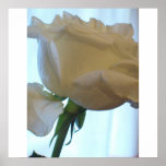 WHITE ROSE TEXTURE posters
