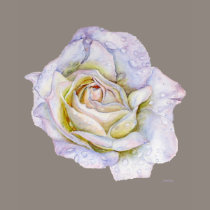 White Rose t-shirts