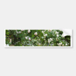 White rose walkway bumper sticker