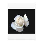White Rose Wedding Stationery Post Cards