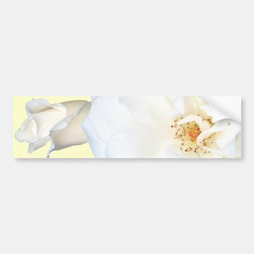 White Roses_ Bumper Stickers