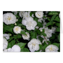 White Roses climbing Greeting Card