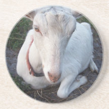 White Saanen dairy goat doe lying down relaxing Coaster