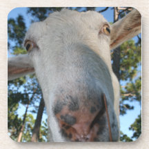 White saanen dairy goat doe nose close up HI Coaster