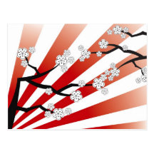 White Sakura Sunrise Cherry Blossoms Postcard