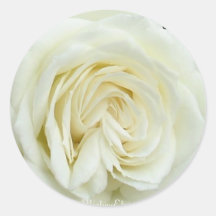White satin rose close up round sticker