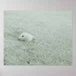 White Sea Shell On Sandy Beach Poster