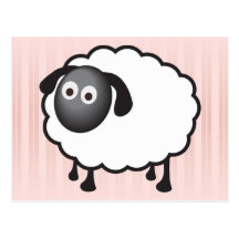 White Sheep Postcards