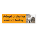 White Shepherd Bumper Sticker bumper stickers