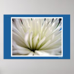 White Shyness posters