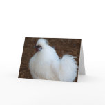 White Silkie Chicken Cards