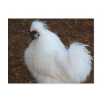 White Silkie Chicken Post Card