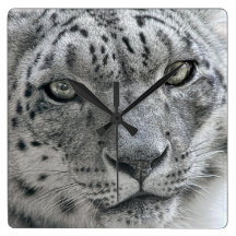 White Snow Leopard Nature Photograph Square Wall Clock