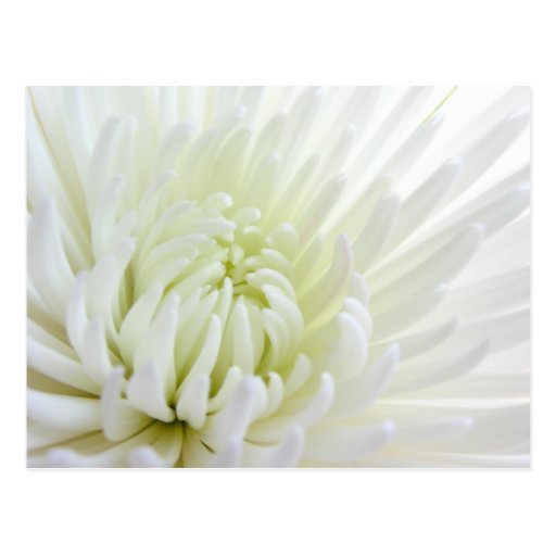 White Spidermum Flower Postcard