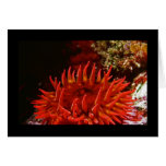 White Spotted Rose Anemone cards