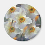 white Spring beauties flowers Refrigerator Magnet