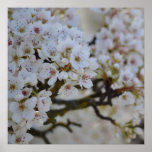 White Spring Flowering Tree Poster