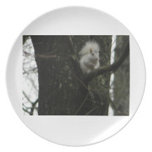 White Squirrel Party Plate